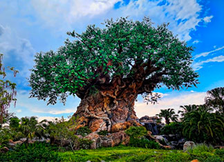 Animal Kingdom Disney Animal Kingdom